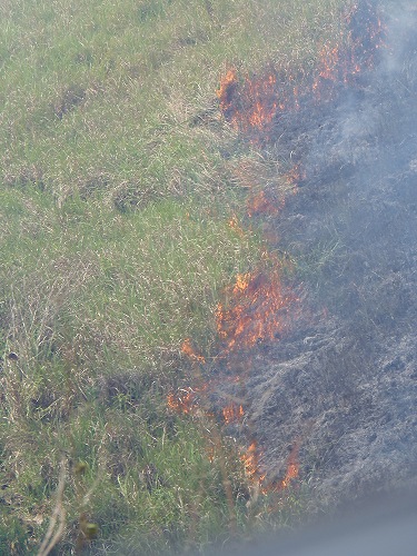 大規模な野焼きも見れました