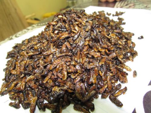 「オニャ」と呼ばれる別種の食用アリ。これで1000ウガンダシリング（35円）。