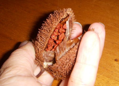 ウルクンの果実