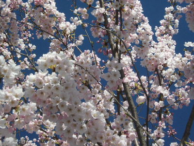 4月上旬にはソメイヨシノ