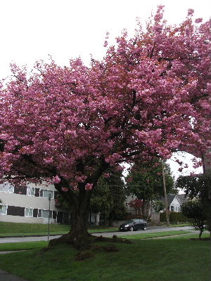 八重桜のシーズンスタート