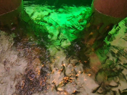 すごい数…最初はかなりむず痒いです