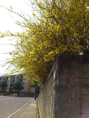 3月29日テジョンにて撮影のケナリ（チョウセンレンギョウ）