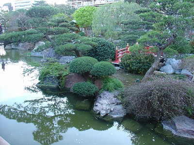 日本庭園といえばニシキゴイのいる池と橋、松やツツジの植木たちですよね！