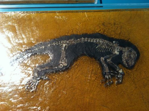 有名な初期の霊長類の化石「Ida」