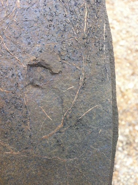 海藻の化石を発掘しました！