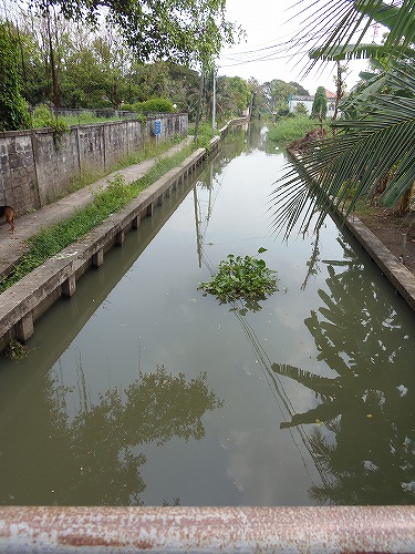 2月、最初のひと株が流されてきた