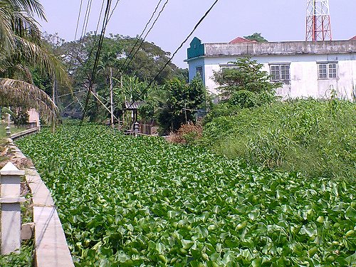 川の水は全く見えなくなりました