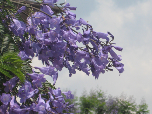 そよ風に吹かれるとすぐに花を落としてしまいます。