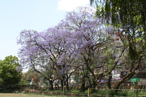 満開になってもネパールの人たちは特に興味なし？