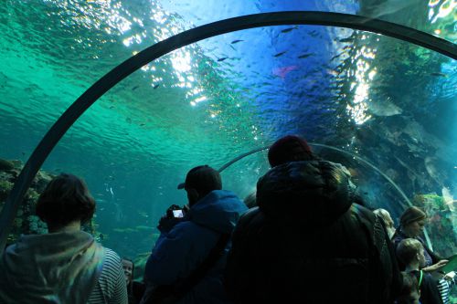 魚が泳ぐ姿を真下で見ることもできます。