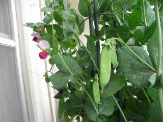 絹さやえんどう