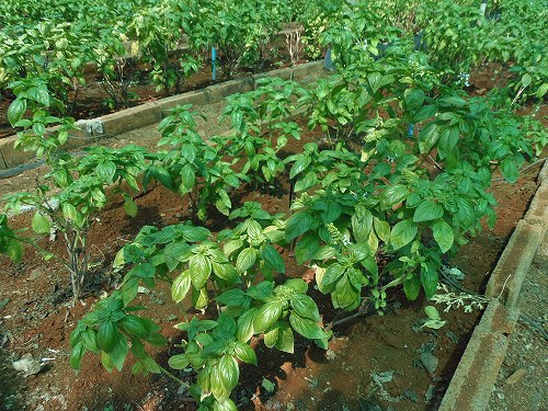 ファームに立ち寄ってバジル畑を見学