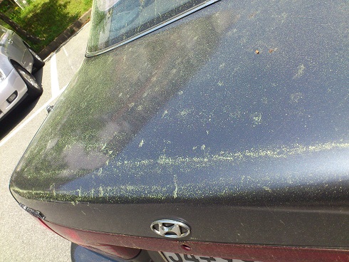 一日でこの状態です