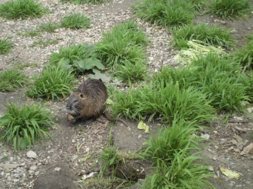 人間なれしているところが特徴です