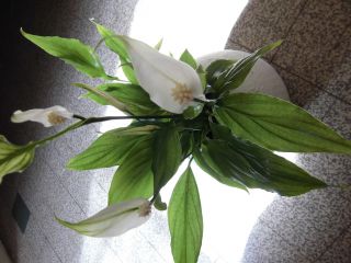 友人からいただいた粋な手みやげ