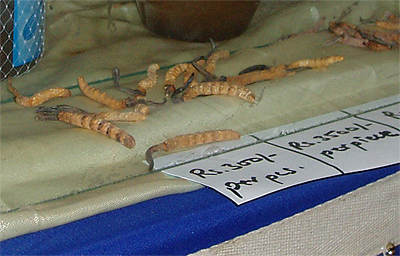 物産フェアの出店にて。単品販売は小さなサイズで1本300ルピーより。現地価格と同じ。