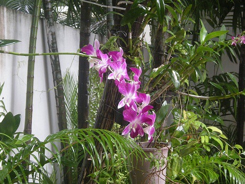 これが普通の蘭の花