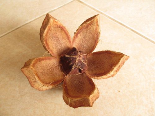 花の形に開く木の実。大人の握りこぶしくらいの大きさ。