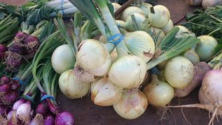 玉葱に葉がついたまま売られています