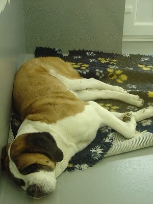 ８頭いた犬たちの一頭。名前は何だったか忘れてしまいましたが、お昼寝中でした。