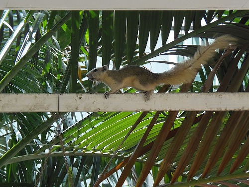 あ、リスがバルコニーに！