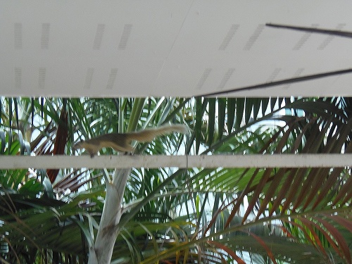 細い場所を器用に走り回ります