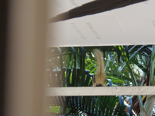 後ろ姿。カワイイ。。。