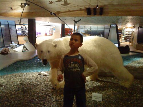 ホテルや空港、博物館、至る場所にシロクマの剥製が展示されています。