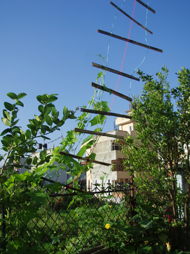 さわやかな朝。トマトやかぼちゃの花も咲いています。
