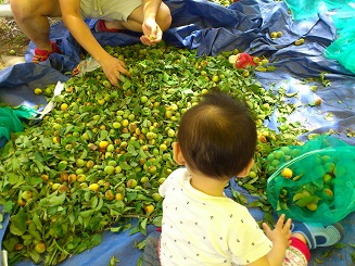 廃棄予定の傷物も分けてもらいました