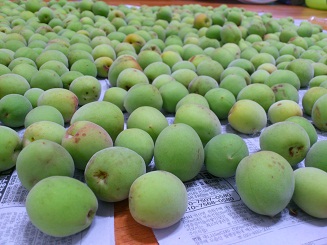 深夜まで梅仕事