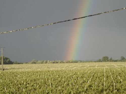 ぶどう畑にかかる虹