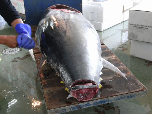 マグロの解体