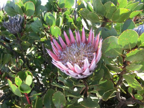 南アの国花である”プロテア”