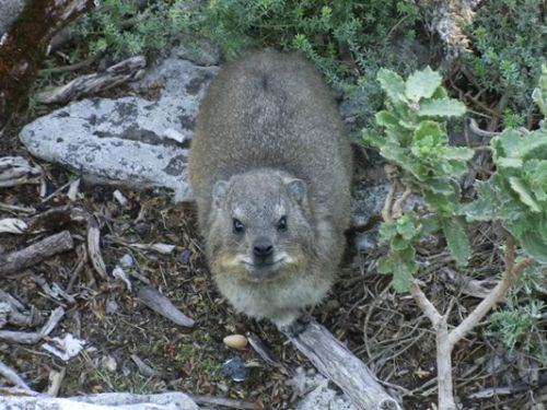 Rock Hyrax。毛がふさふさです。