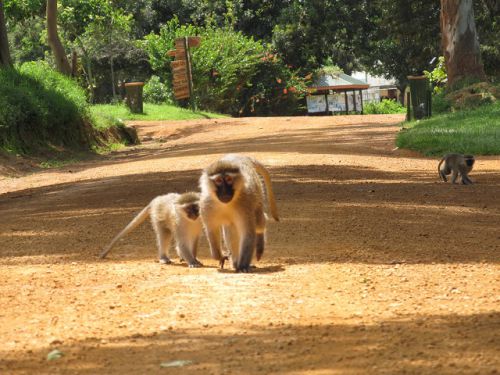 園内を自由に走り回るサルたち。