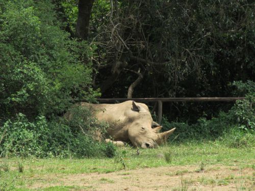 園内でのんびり昼寝をするシロサイ。