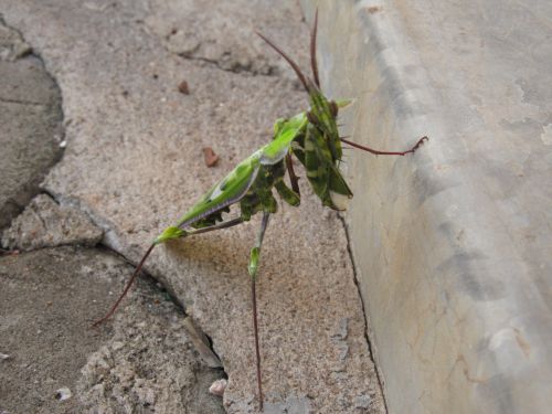 「何、無断で撮ってんだよ（怒）」と言わんばかりの迫力…