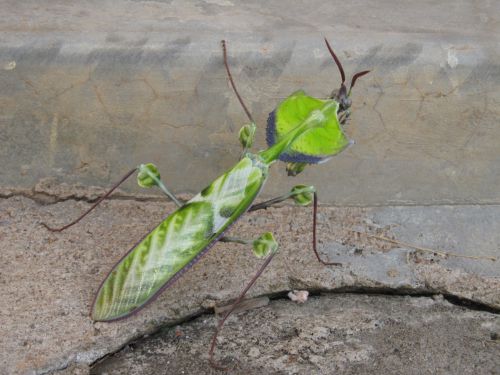 背中の模様はこんな感じ。