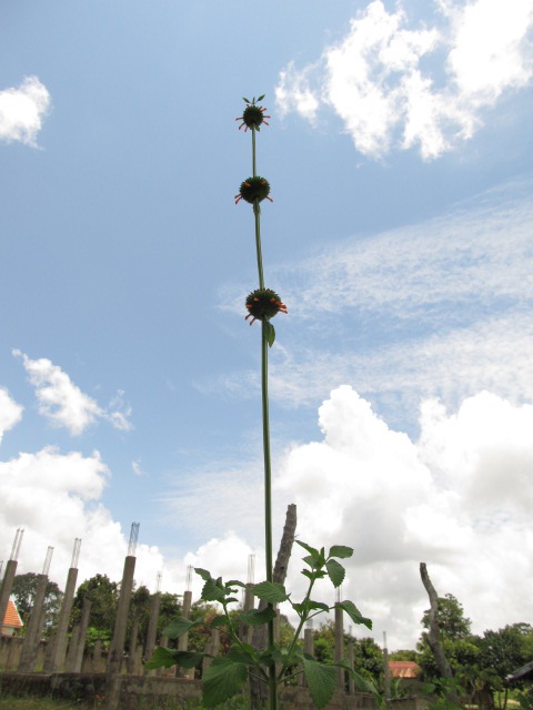 なんとも興味深いフォルムの野の花。