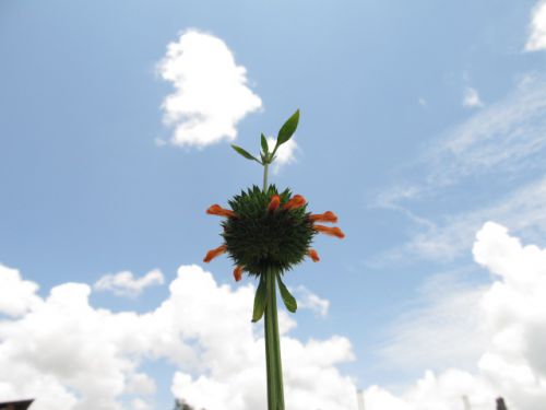 花の咲き方もなんともユーモラス。