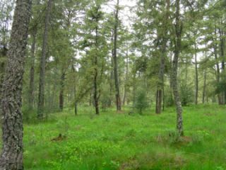 さわやか〜な森の中に。。。それはある