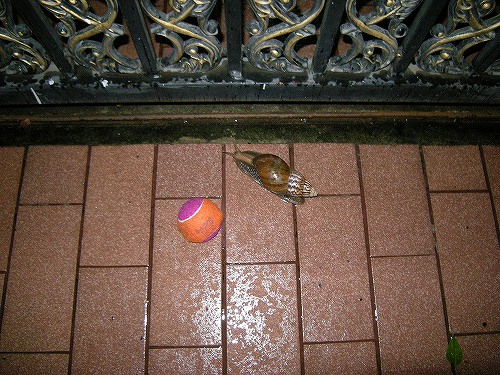 テニスボールよりも大きいカタツムリ