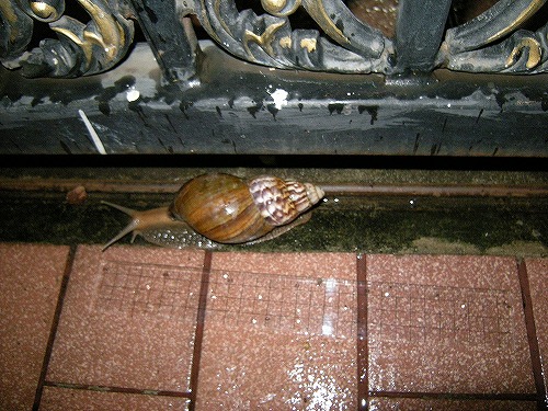 横に定規を置いて…17センチもありました