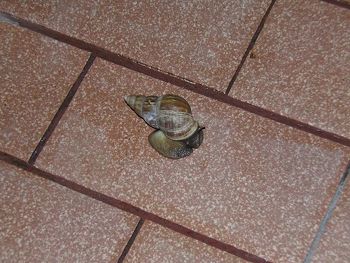 こちらは去年の巨大カタツムリ　全長8センチ程度でした