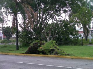 中央分離帯の木が根こそぎ倒れる