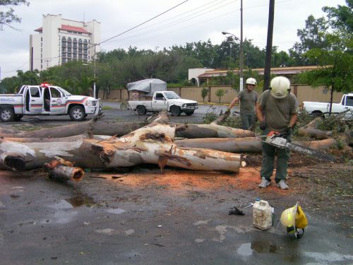 巨木が倒れ、道路を塞いでいました。