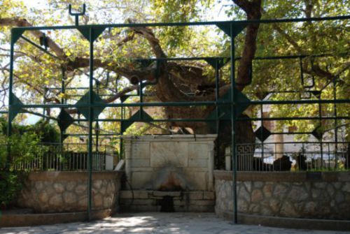 ヒポクラテスが学んだとされる大木