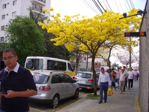 8月23日に満開を迎えたサンパウロ市内のイペー